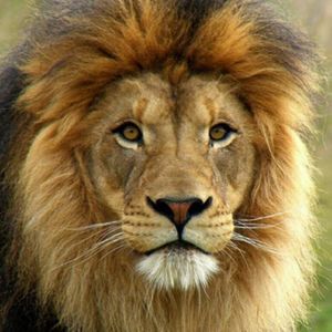 Meet your Posher, Darrell