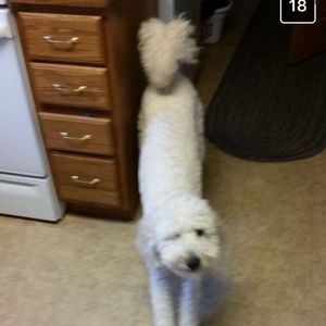 Meet your Posher, Lori