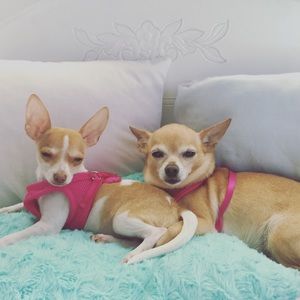 Meet your Posher, Elisha