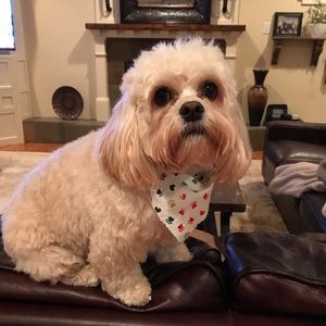 Meet your Posher, Dasha