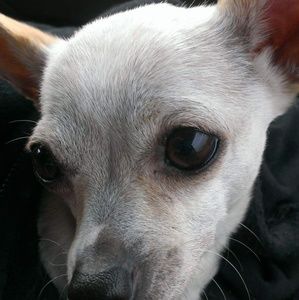 Meet your Posher, Fran