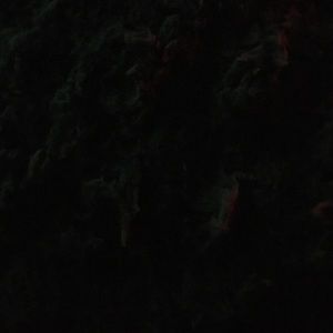 Meet your Posher, Ernest