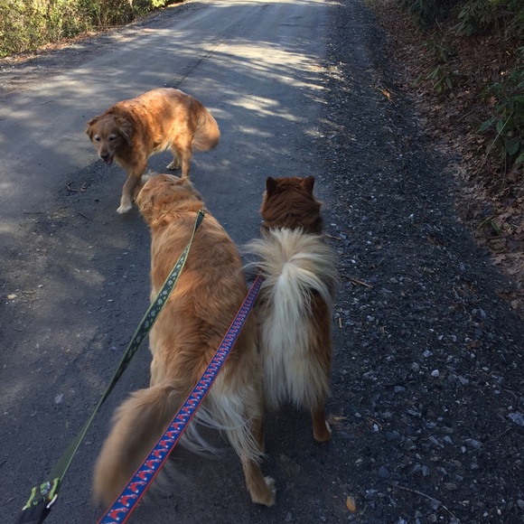 Meet your Posher, Robin/greg - Picture 1 of 1