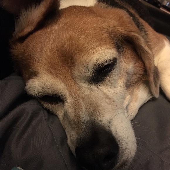 Meet your Posher, Jaimie - Picture 1 of 1