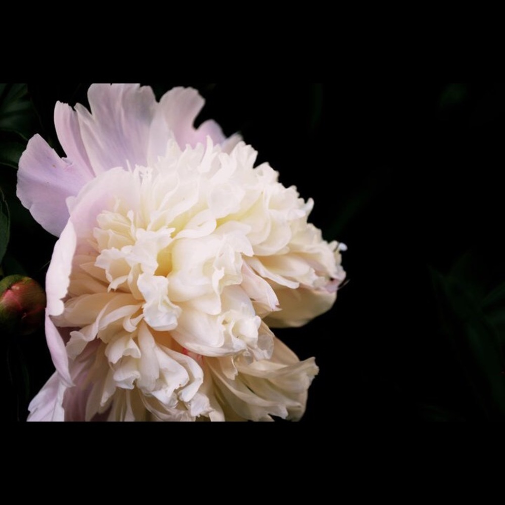 Meet your Posher, Linda