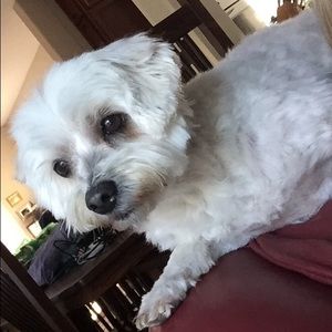 Meet your Posher, Emma