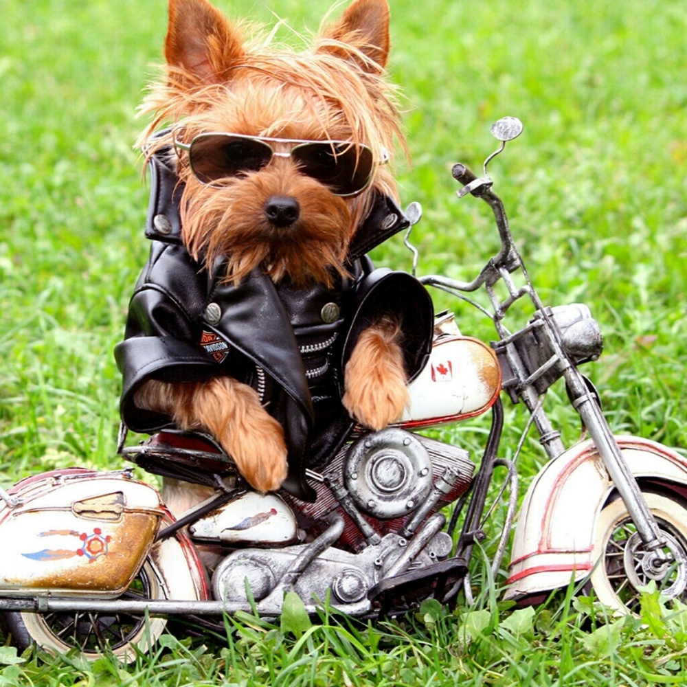 Meet your Posher, Darlene