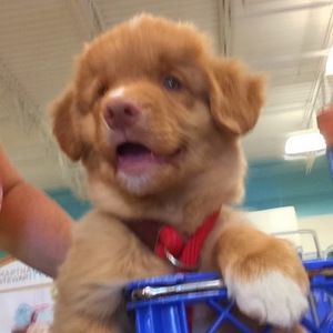 Meet your Posher, Nikki