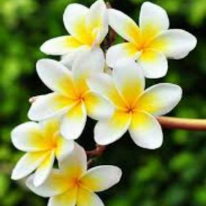 Meet your Posher, Ana