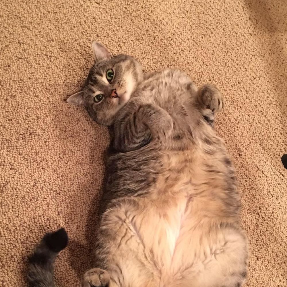 Meet your Posher, Lan