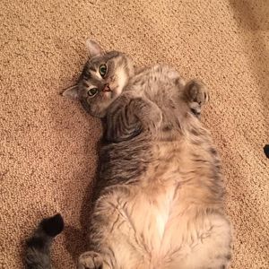 Meet your Posher, Lan