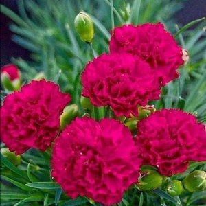 Meet your Posher, Vafa