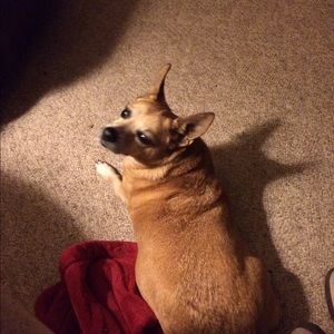 Meet your Posher, Sandy