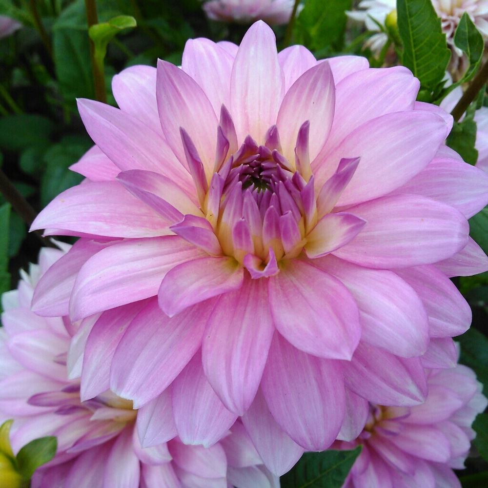 Meet your Posher, Olesya