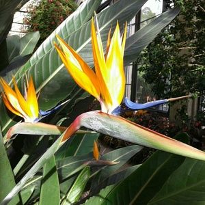 Meet your Posher, Ruslana