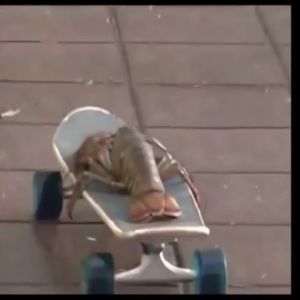 Meet your Posher, Salma