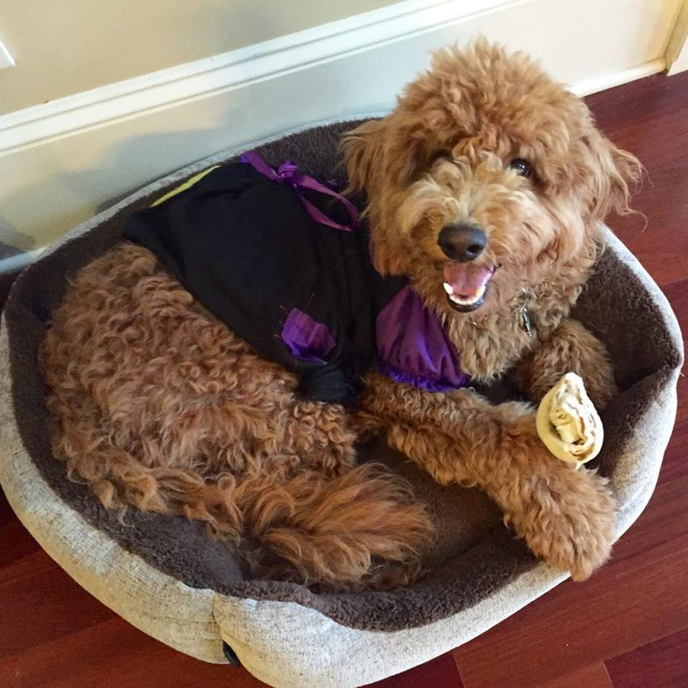 Meet your Posher, Jazzu