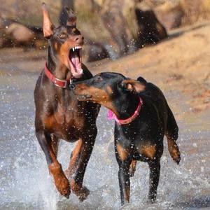 Meet your Posher, Pamela