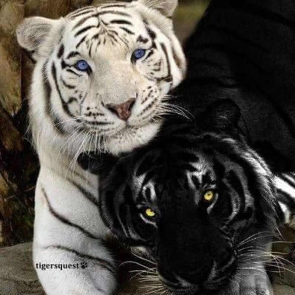 Meet your Posher, Dee