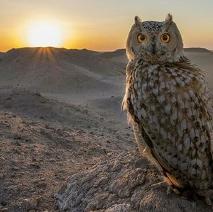 Meet your Posher, Shawnna