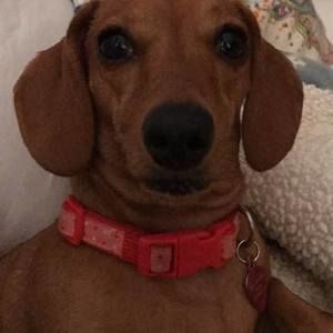 Meet your Posher, Anahi