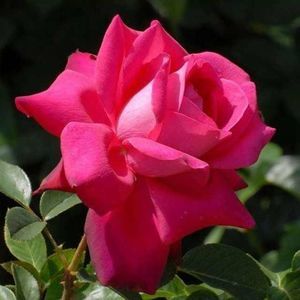 Meet your Posher, Francia