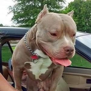 Meet your Posher, Scotty