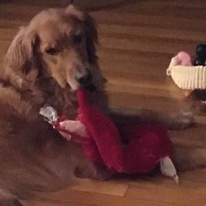 Meet your Posher, Casey