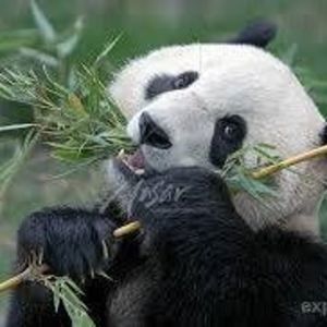 Meet your Posher, Benjamin