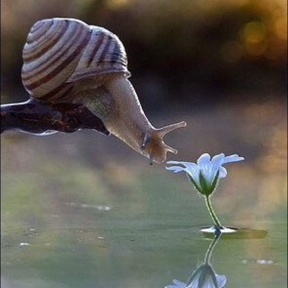 Meet your Posher, Charles