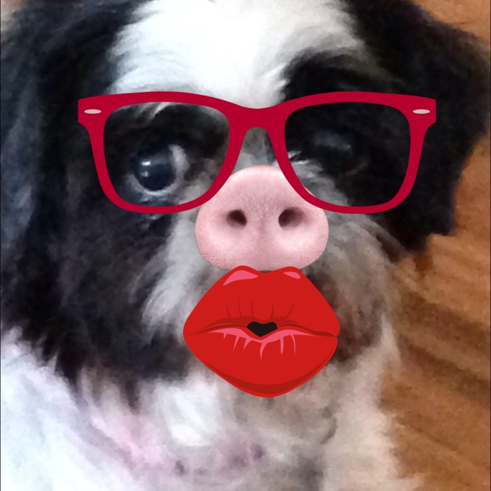 ❤❤❤❤not for sale!!🐶🐶🐶🐶😁