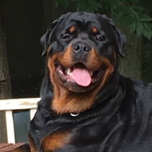 Meet your Posher, Kimber