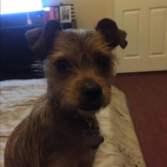 Meet your Posher, Judy - Picture 1 of 1