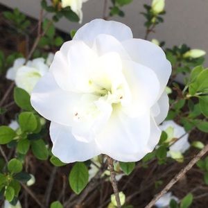 Meet your Posher, Genell