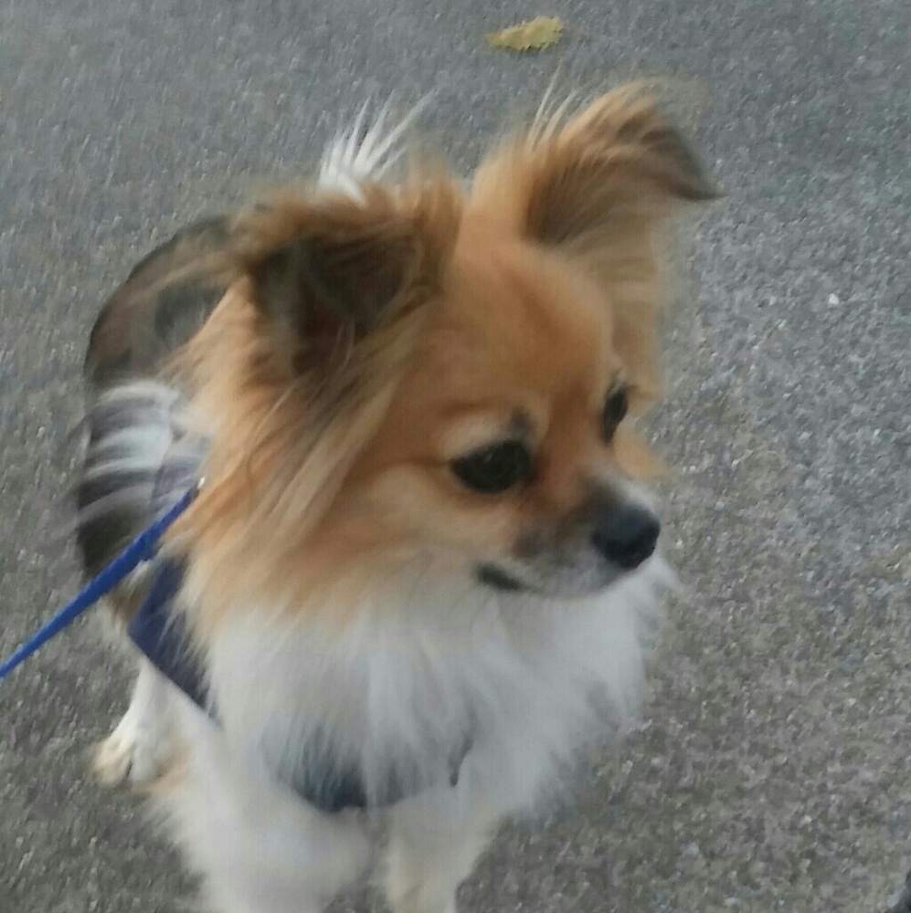 Meet your Posher, Brandy