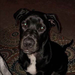 Meet your Posher, Alex