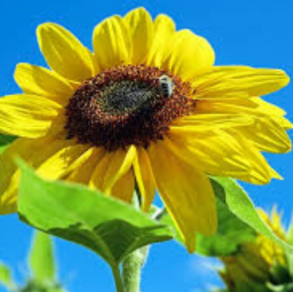 Meet your Posher, Seydou