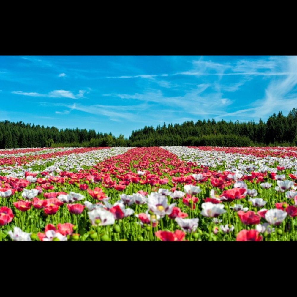 Meet your Posher, Nina