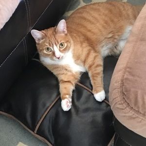 Meet your Posher, Lindsey