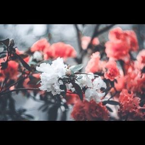 Meet your Posher, Nicolle