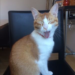 Meet your Posher, Allison