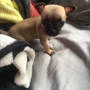 Meet your Posher, Amber