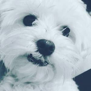 Meet your Posher, Preston