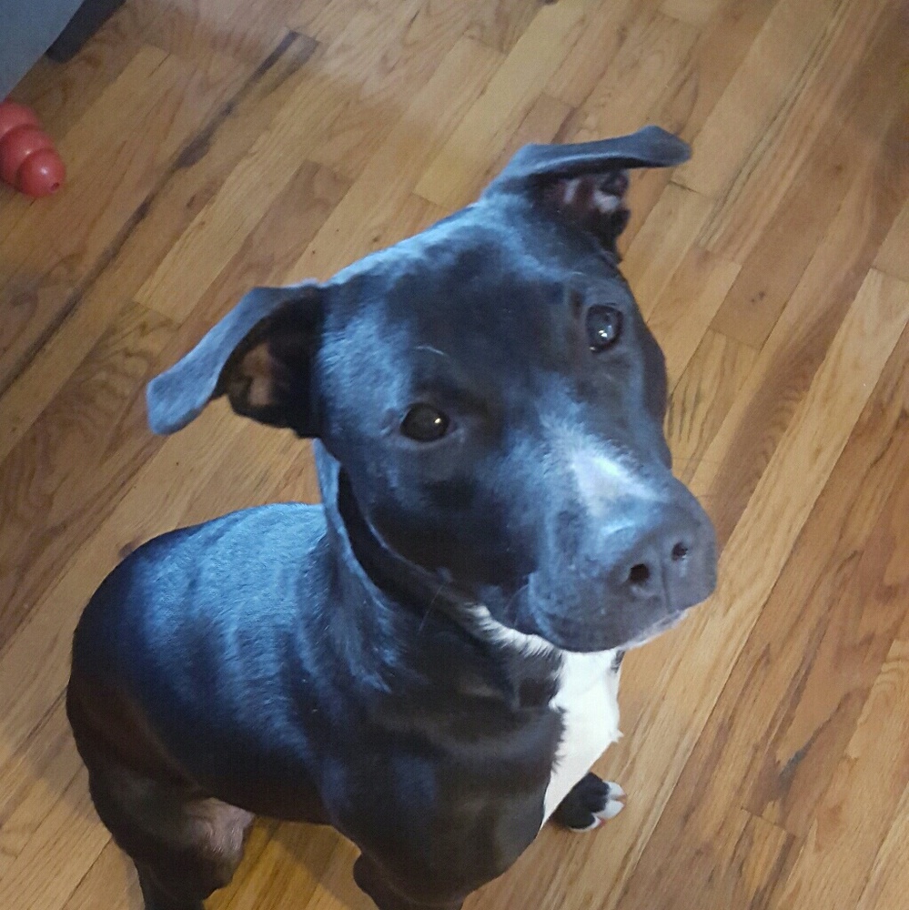 Meet your Posher, Holly