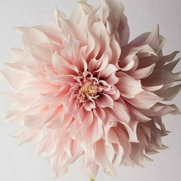 Meet your Posher, Cassie - Picture 1 of 1