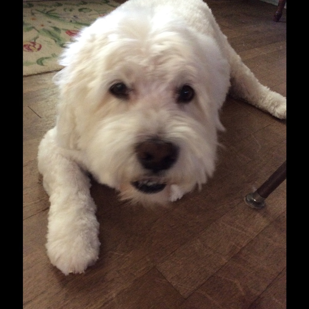 Meet your Posher, Natalie