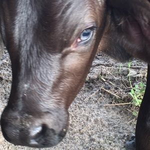 Meet your Posher, Adrianna