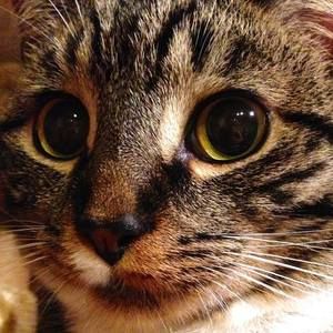 Meet your Posher, Max