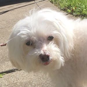 Meet your Posher, Lilli