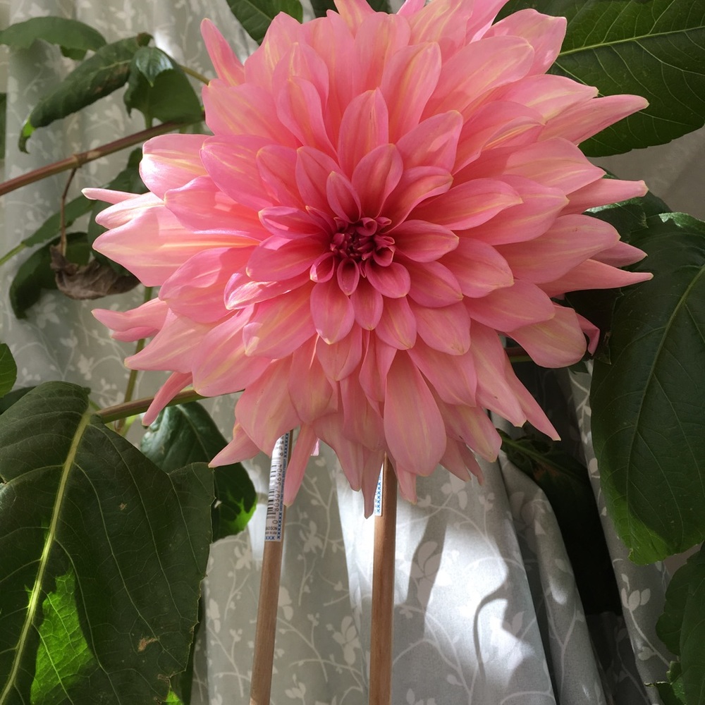 Meet your Posher, Nana